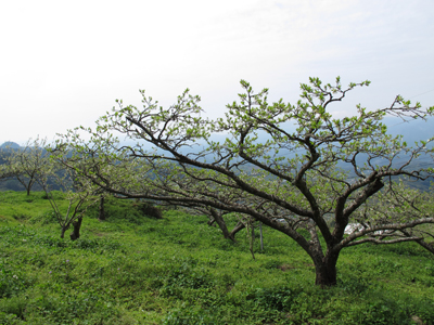 據說，森林裡是台灣鬥士英勇抵抗日軍的古戰場